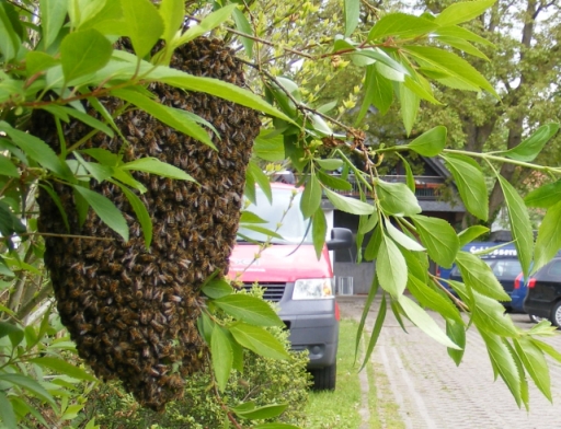 Schwarm, Bienenschwarm, Bienenschwärme